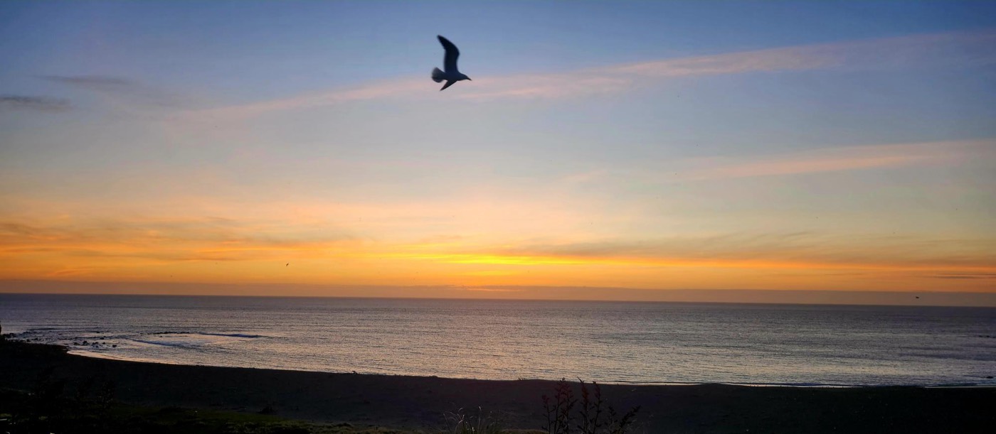 Seagull over the sea at sunset